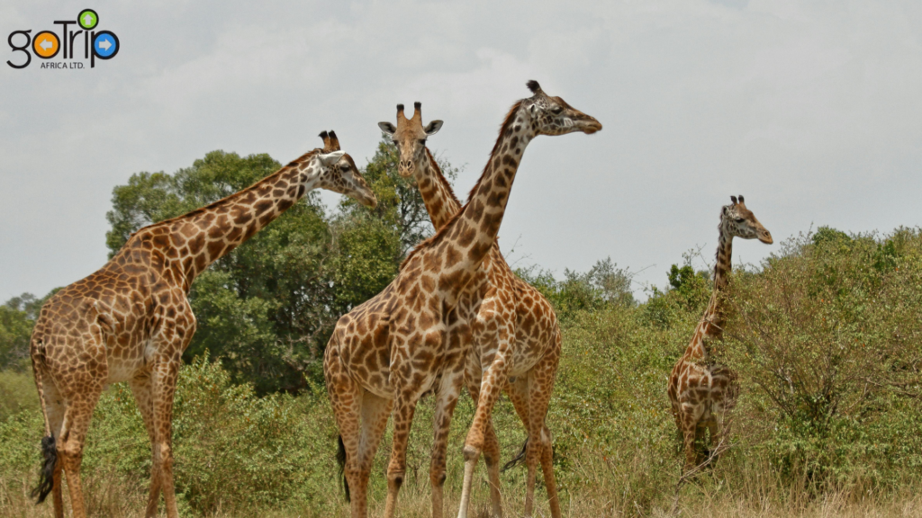 pejeta 4