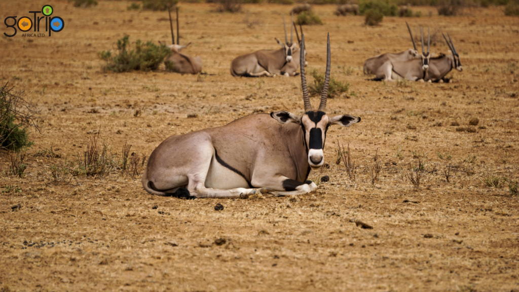samburu 1
