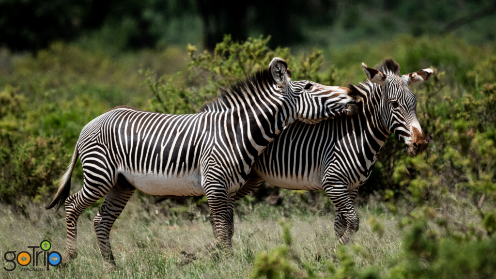 samburu 2