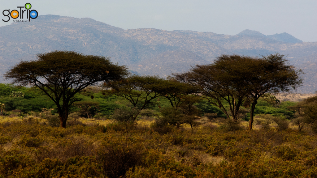 samburu 3