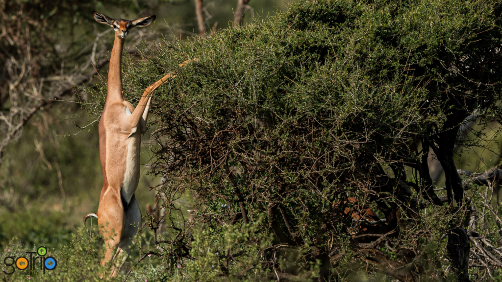 samburu 4