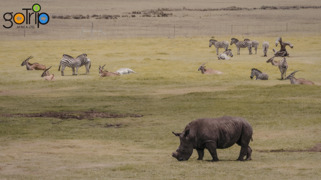 serengeti national park (1)