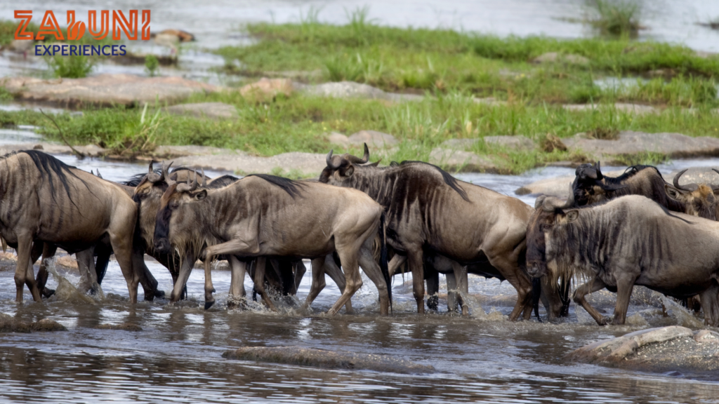 serengeti national park (1)