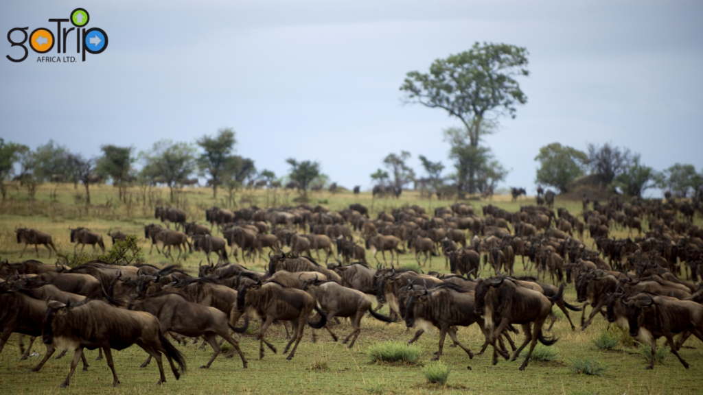 serengeti national park