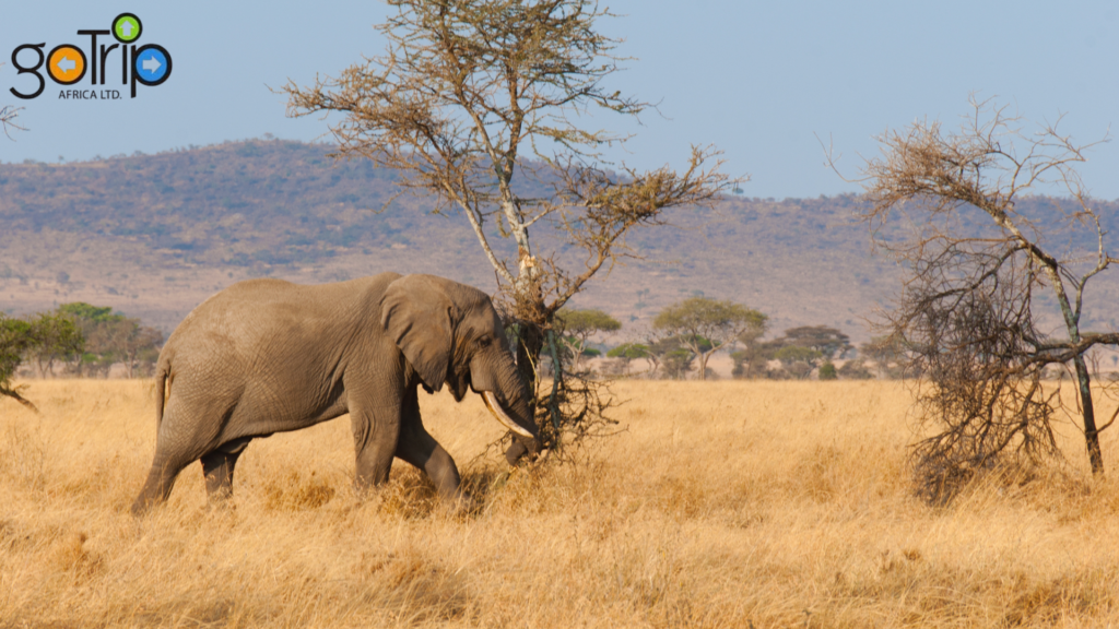 serengeti national park (2)