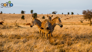 Best Tsavo Safari Companies in Kenya