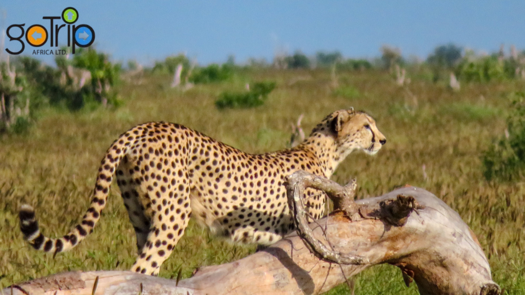 tsavo 3