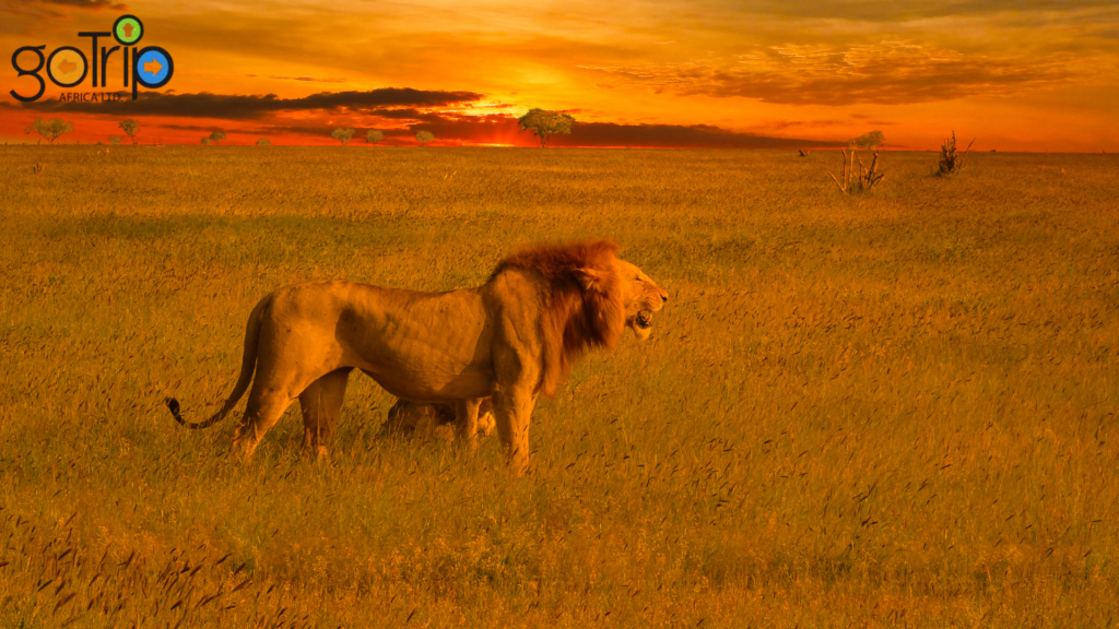 tsavo 4