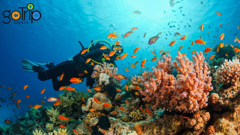 watamu marine national park (5)