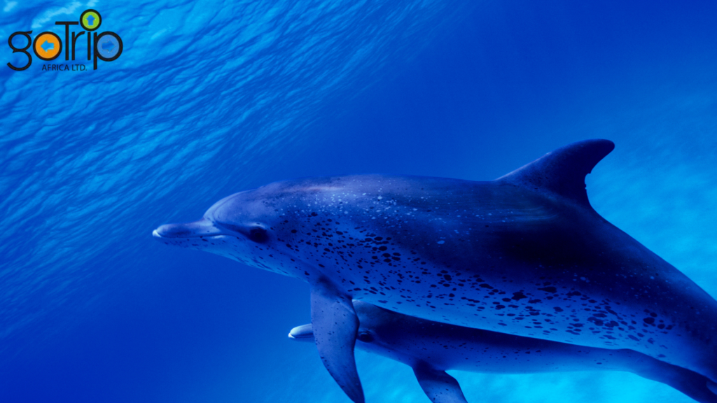 watamu marine national park (7)