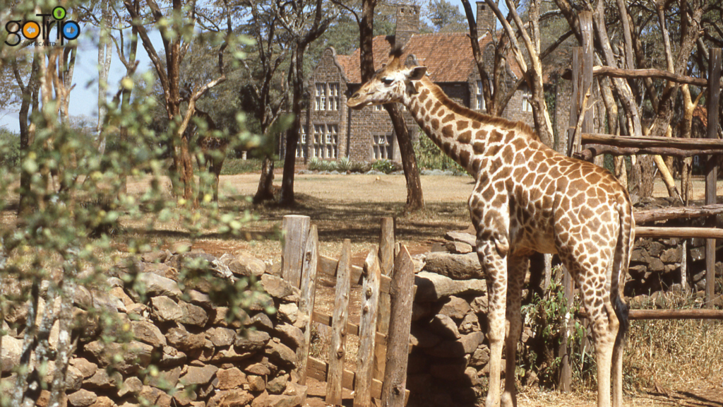 giraffe 1