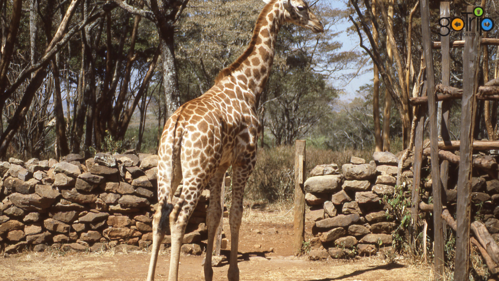 giraffe 2