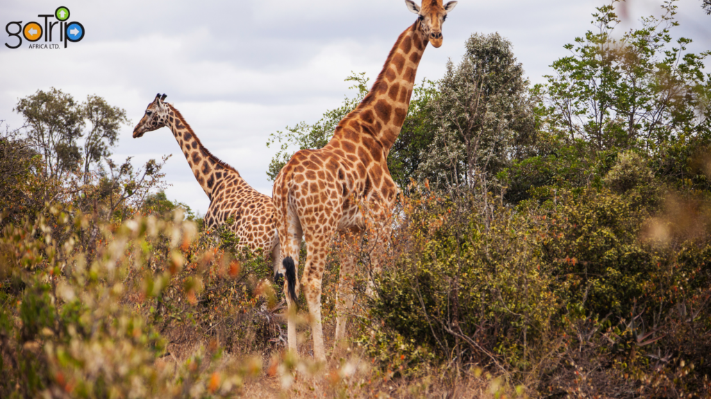 giraffe 3