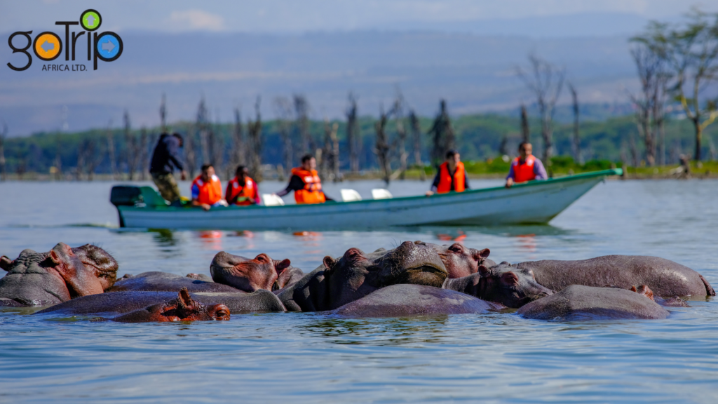 lake naivasha national park (1)