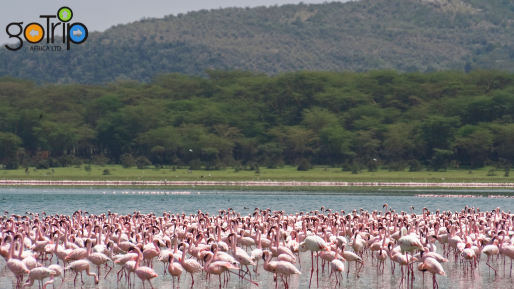 lake naivasha national park