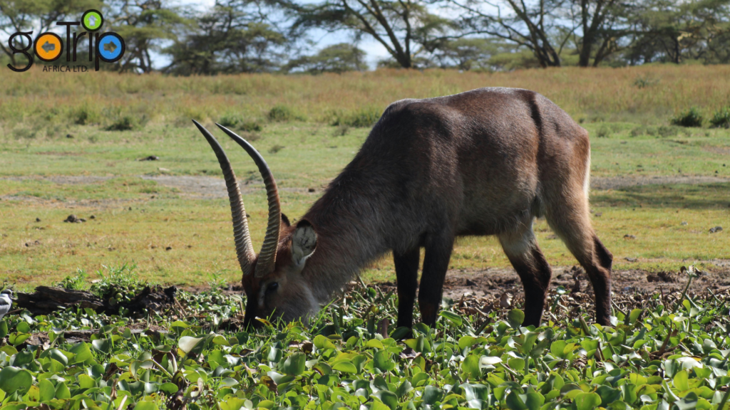 lake naivasha national park (2)