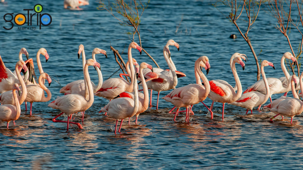 lake naivasha national park (5)