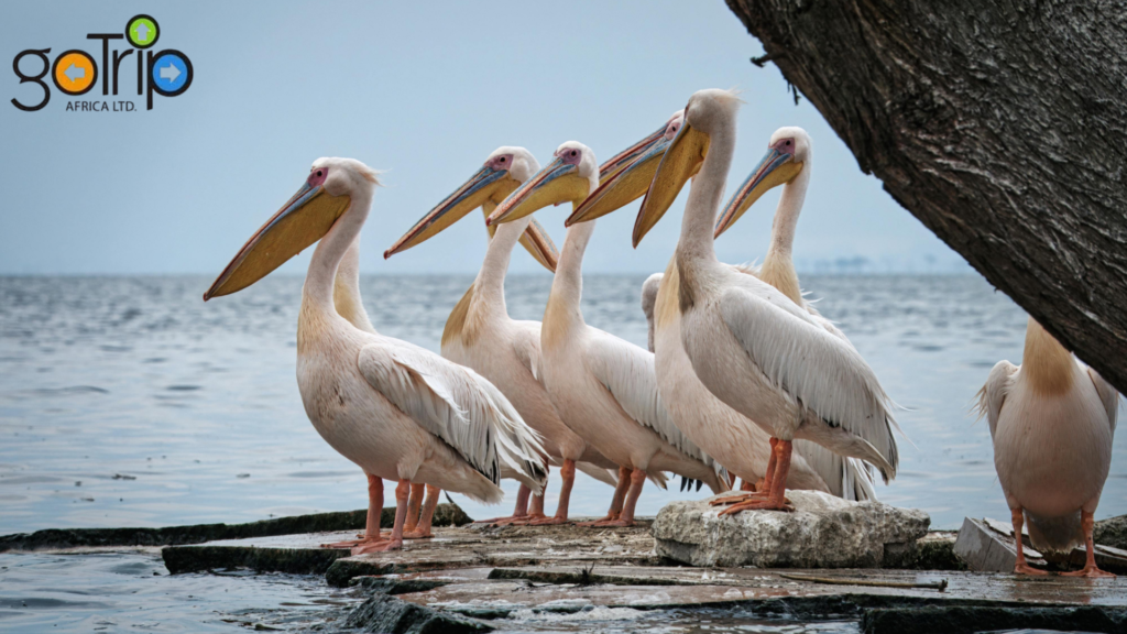 lake victoria (1)
