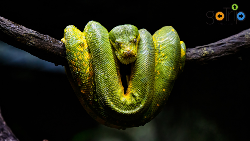 nairobi snake park (1)