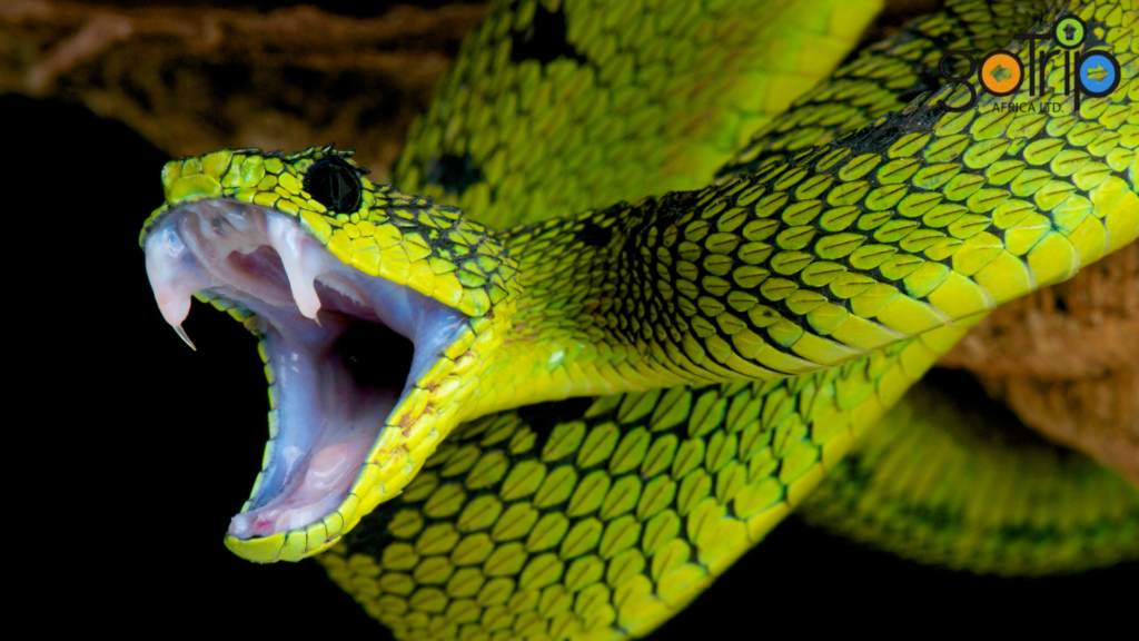nairobi snake park