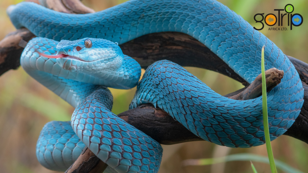 nairobi snake park (2)