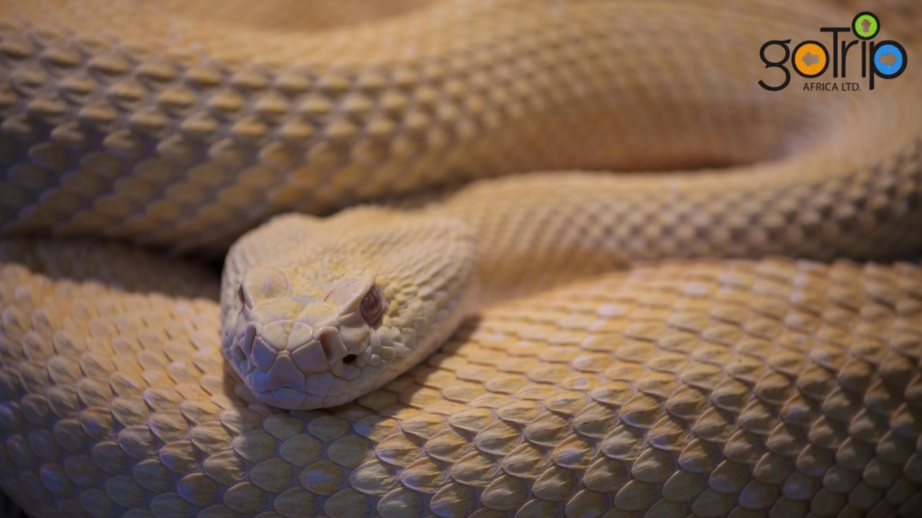 nairobi snake park (3)