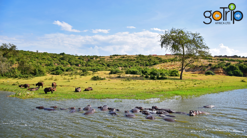 queen elizabeth national park (1)