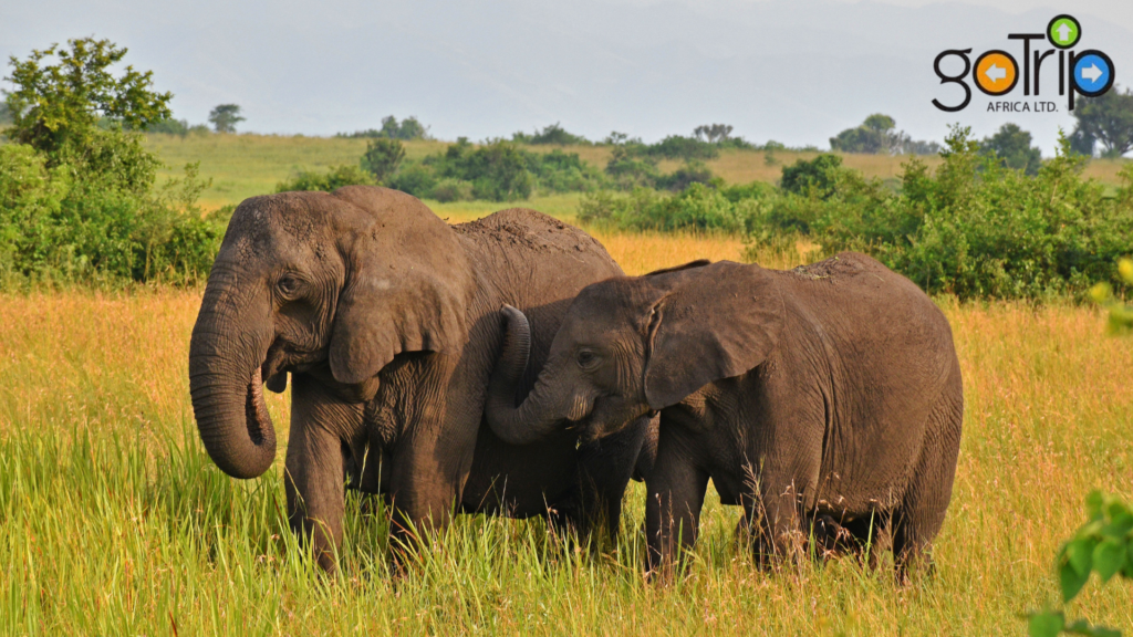 queen elizabeth national park