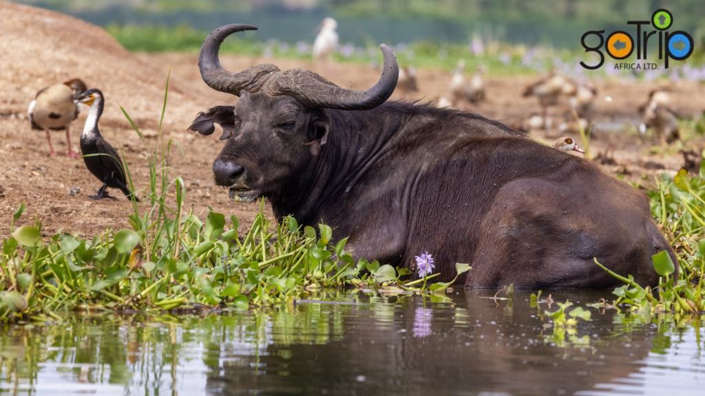 queen elizabeth national park (3)