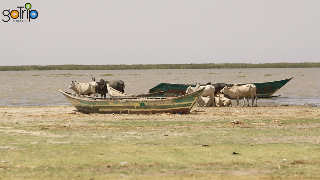 turkana 3