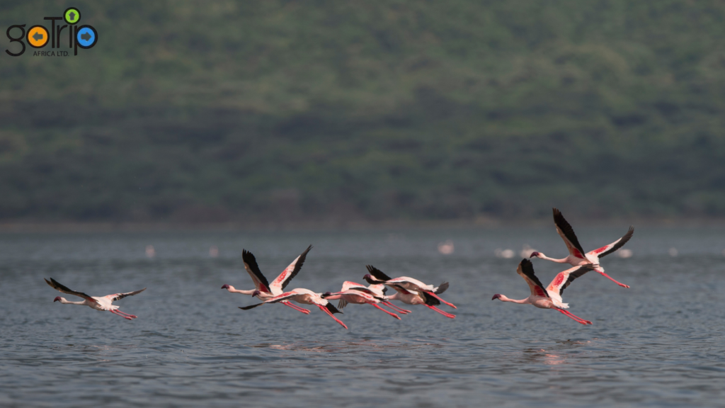 bogoria 2