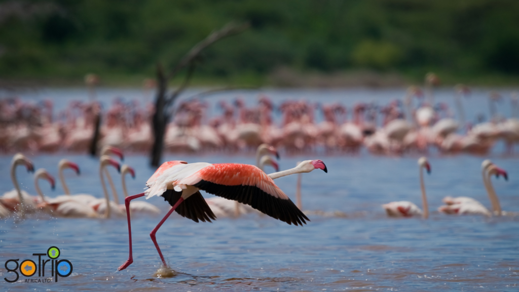 bogoria 3