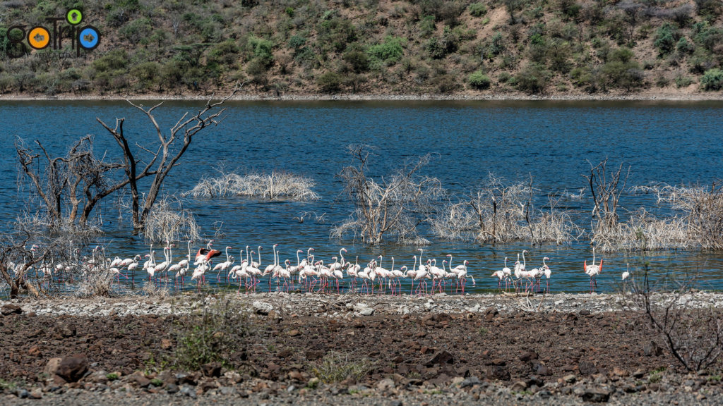 bogoria 4